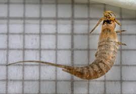 Attēlu rezultāti vaicājumam “Machilidae”