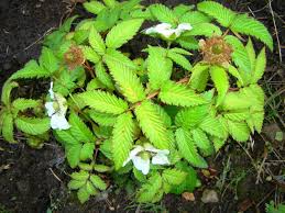 Attēlu rezultāti vaicājumam “Rubus illecebrosus”