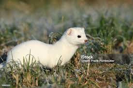 Attēlu rezultāti vaicājumam “Mustela erminea adult”