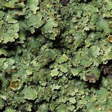 Attēlu rezultāti vaicājumam “Parmelia serrana”