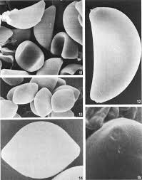 Attēlu rezultāti vaicājumam “Melanospora lagenaria”