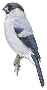 Attēlu rezultāti vaicājumam “Pyrrhula pyrrhula”