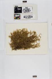 Attēlu rezultāti vaicājumam “Hygroamblystegium varium sporophyte”