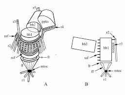Attēlu rezultāti vaicājumam “Symphytocarpus impexus spores”