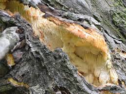 Attēlu rezultāti vaicājumam “Sarcodontia crocea”