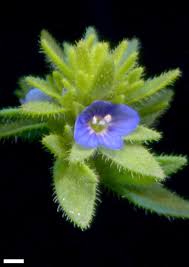 Attēlu rezultāti vaicājumam “Veronica arvensis flower”
