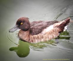 Attēlu rezultāti vaicājumam “Aythya fuligula female”