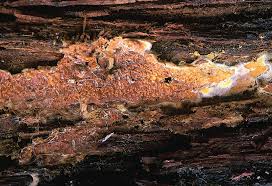 Attēlu rezultāti vaicājumam “Leucogyrophana sororia”