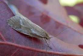 Attēlu rezultāti vaicājumam “Diurnea lipsiella”