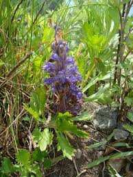 Attēlu rezultāti vaicājumam “Orobanche coerulescens flower”