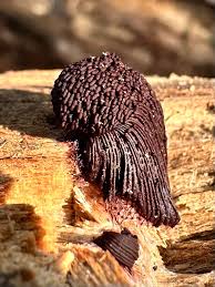 Attēlu rezultāti vaicājumam “Stemonitis sp.”