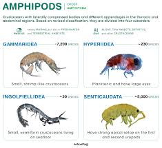 Attēlu rezultāti vaicājumam “Amphipoda”