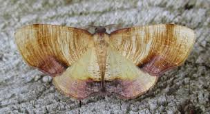 Attēlu rezultāti vaicājumam “Plagodis dolabraria”