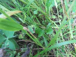Attēlu rezultāti vaicājumam “Leucanthemum vulgare leaf”