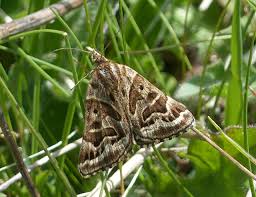 Attēlu rezultāti vaicājumam “Callistege mi”