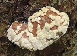 Attēlu rezultāti vaicājumam “Hypocrea pulvinata”