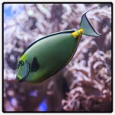 Image result for Naso lituratus