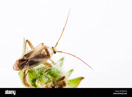 Attēlu rezultāti vaicājumam “Adelphocoris lineolatus imago”