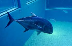 Image result for Caranx ignobilis