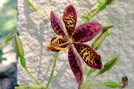 Image result for Pardancanda norrisii