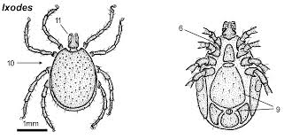 Attēlu rezultāti vaicājumam “Ixodes male”
