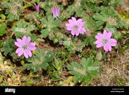 Attēlu rezultāti vaicājumam “Geranium molle”