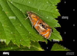 Attēlu rezultāti vaicājumam “Olethreutes arcuella”