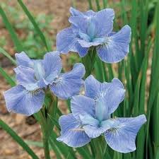 Attēlu rezultāti vaicājumam “Iris sibirica flower”