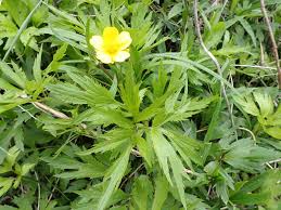 Attēlu rezultāti vaicājumam “Ranunculus auricomus leaf”