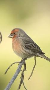 Attēlu rezultāti vaicājumam “Carpodacus erythrinus adult”