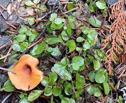Attēlu rezultāti vaicājumam “Polyporus melanopus”