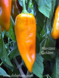 Afbeeldingsresultaat voor marconi golden sweet pepper