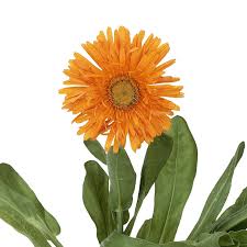 Attēlu rezultāti vaicājumam “Calendula officinalis flower”