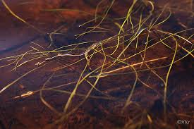 Attēlu rezultāti vaicājumam “Stuckenia filiformis”