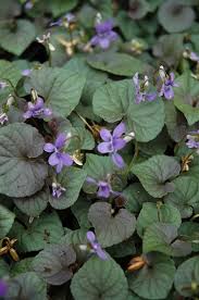 Attēlu rezultāti vaicājumam “Viola riviniana leaf”