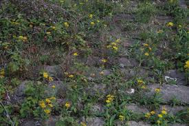 Attēlu rezultāti vaicājumam “Inula britannica”