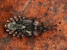 Attēlu rezultāti vaicājumam “Aradus betulae”