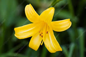 Attēlu rezultāti vaicājumam “Hemerocallis lilioasphodelus”