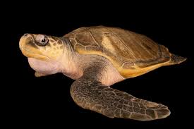 Image result for Lepidochelys olivacea
