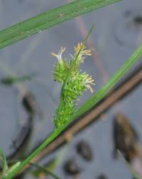 Attēlu rezultāti vaicājumam “Carex viridula”