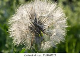 Attēlu rezultāti vaicājumam “Tragopogon pratensis subsp. pratensis bud”
