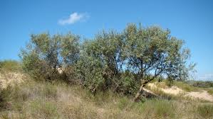 Attēlu rezultāti vaicājumam “Elaeagnus commutata”