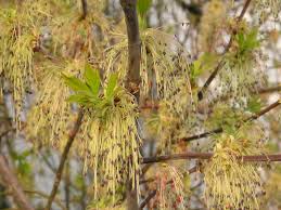 Attēlu rezultāti vaicājumam “Acer negundo female flower”