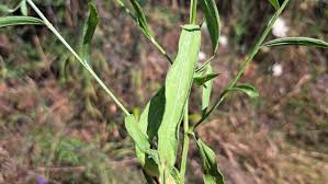 Attēlu rezultāti vaicājumam “Centaurea jacea leaf”