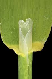 Attēlu rezultāti vaicājumam “Phalaroides arundinacea fruit”