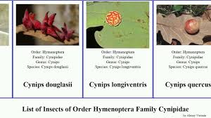 Attēlu rezultāti vaicājumam “Andricus quercuscorticis”