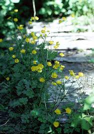 Attēlu rezultāti vaicājumam “Ranunculus repens flower”