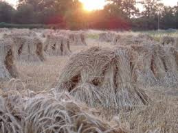 Image result for All Cannings Cricket Club