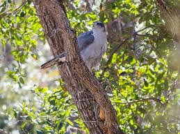 Image result for Goshawks G C