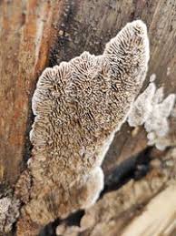 Attēlu rezultāti vaicājumam “Gloeophyllum abietinum”